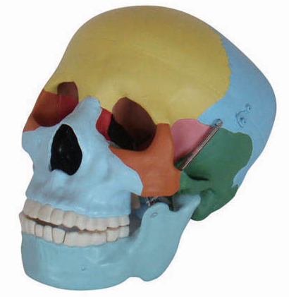 Craniu în mărime naturală, cu oase colorate #2266