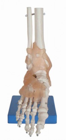 Picior cu ligament #2272