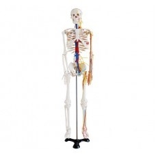 Schelet de dimensiuni medii cu nervi și vase, înălțime 85 cm #2276