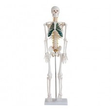 Schelet de dimensiuni medii cu nervi spinali, înălțime 85 cm #2277